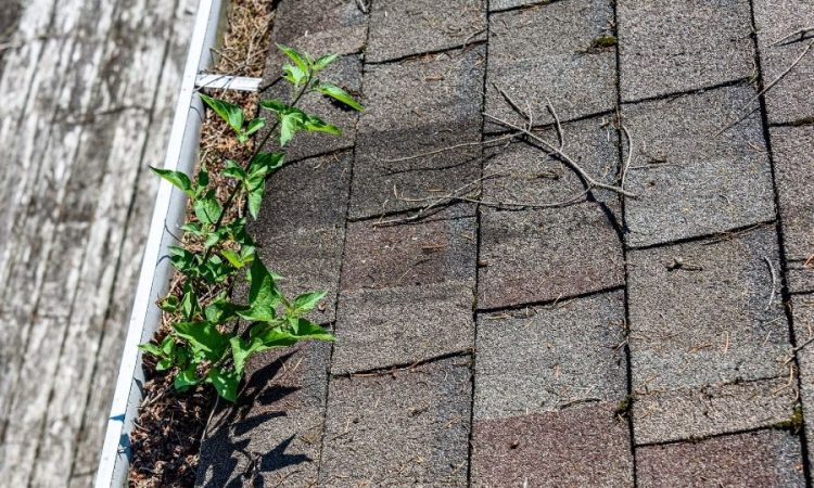 The Importance Of Roof Maintenance in Canton Michigan